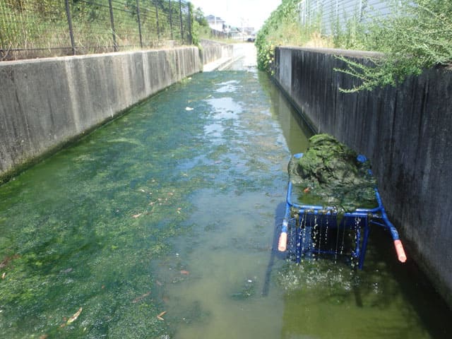 河川の水藻大量発生