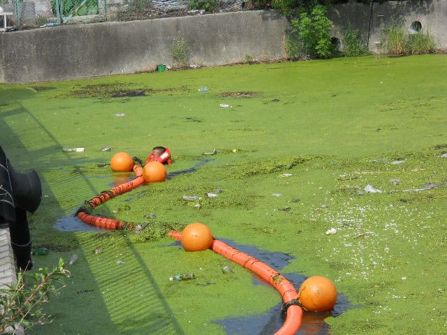 池のホテイアオイ大量発生