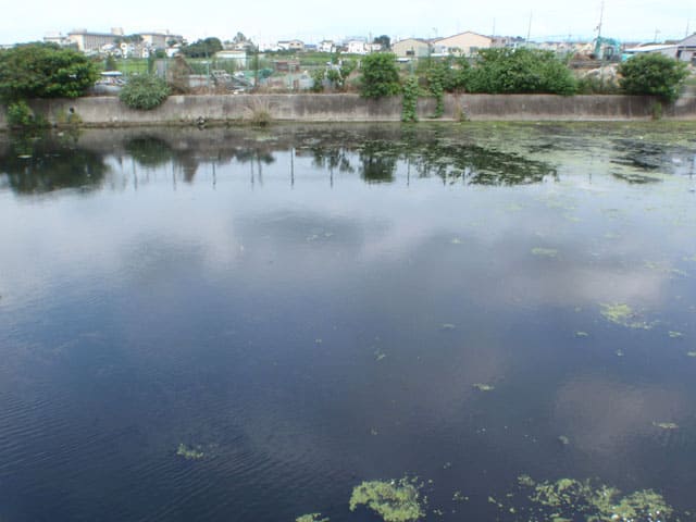 ホテイアオイ除去後の池